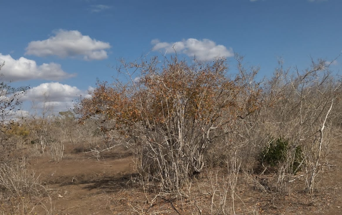 30 Acres for sale in Adu for sale