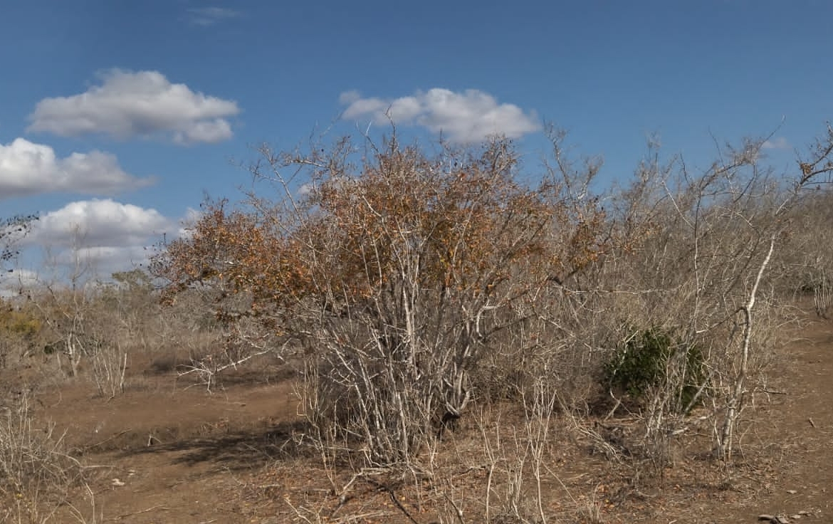 30 Acres for sale in Adu for sale