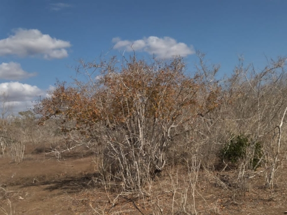 30 Acres for sale in Adu for sale