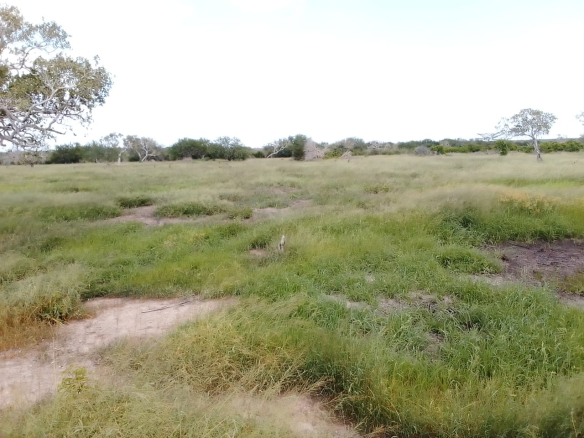 mkaazi-50by100-plots-chakama-4