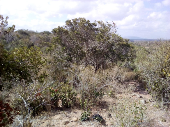 dakacha-290-acres-for-sale-2