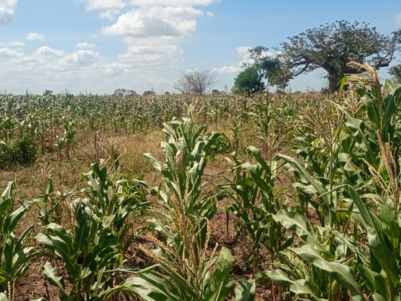 6-7-acre-farm-for-sale-in-marereni