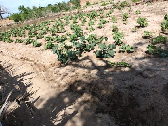 6-7-acre-farm-for-sale-in-marereni-cleared