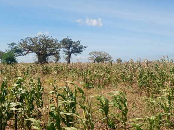 6-7-acre-farm-for-sale-in-marereni-operational