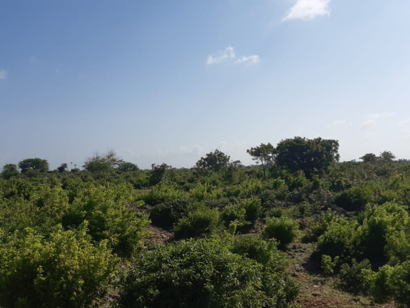 casuarina-plots-on-tarmac