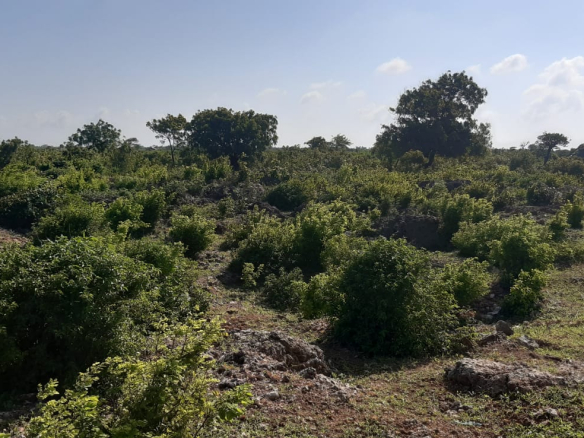 casuarina-plots-on-tarmac-lepard-point
