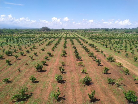 farm-for-sale-in-taveta-mata