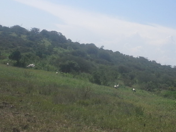 kajiado-land-for-sale-in-tinga