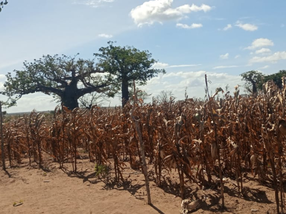 marereni-6-7-acres-farm-for-sale