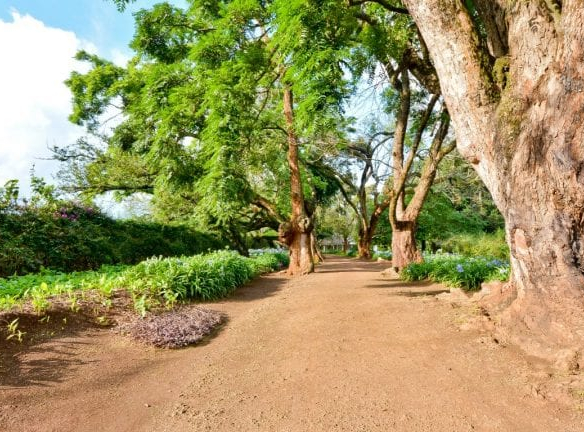 mkaazi-oakland-for-sale-6