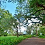 mkaazi-oakland-for-sale-8