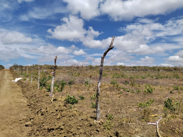 panoramic-views-ocean-view-knoll-1-acres-for-sale-in-marereni