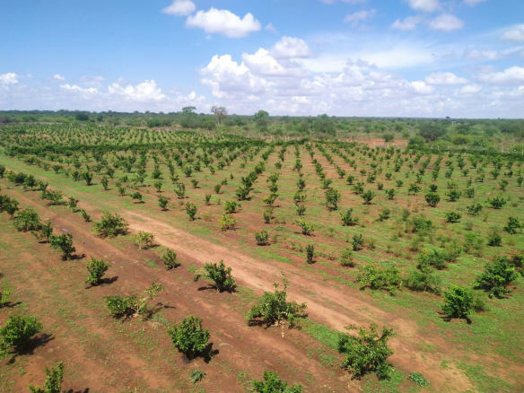 pixie-farm-in-taveta