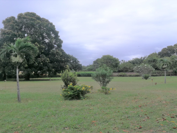 tamu-shairi-plots-mature-tree