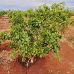 taveta-15-acres-for-sale