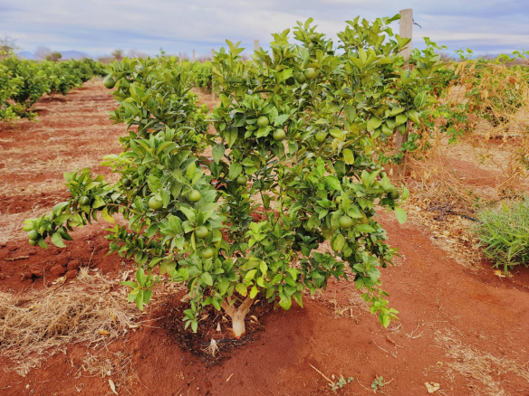 taveta-15-acres-for-sale