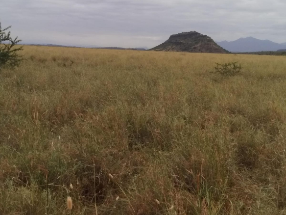 tinga-234-acres-for-sale