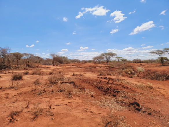 Taveta virgin farm for sale 15 acres