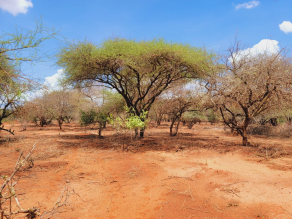 Taveta virgin farm for sale