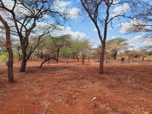 Taveta virgin farm for sale 15 acres