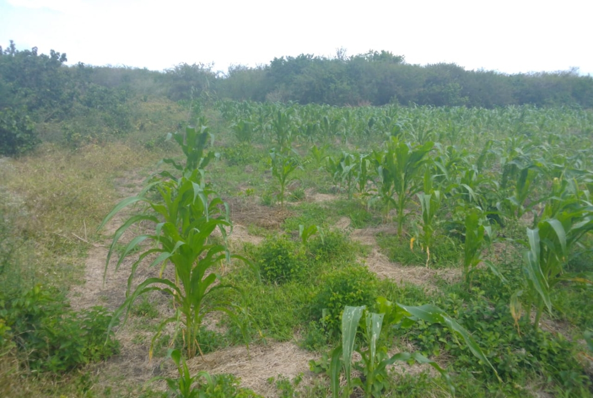 Situated in Kadzandani, Adu, Magarini – Malindi Only 50 km from Malindi town, giving easy access to urban markets Just 8 km off the Malindi–Baricho road, on an all-weather road earmarked for tarmacking Accessible from both Magarini and the Malindi–Lamu road, making it strategically connected 1 km from Kadzanani School, ensuring proximity to the local community