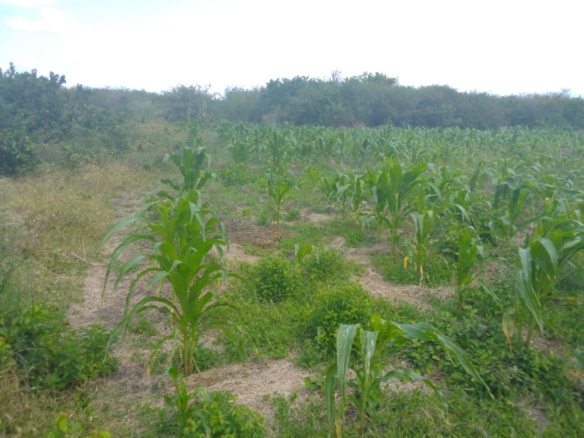 Situated in Kadzandani, Adu, Magarini – Malindi Only 50 km from Malindi town, giving easy access to urban markets Just 8 km off the Malindi–Baricho road, on an all-weather road earmarked for tarmacking Accessible from both Magarini and the Malindi–Lamu road, making it strategically connected 1 km from Kadzanani School, ensuring proximity to the local community