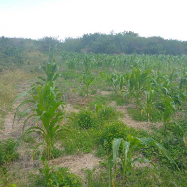 Situated in Kadzandani, Adu, Magarini – Malindi Only 50 km from Malindi town, giving easy access to urban markets Just 8 km off the Malindi–Baricho road, on an all-weather road earmarked for tarmacking Accessible from both Magarini and the Malindi–Lamu road, making it strategically connected 1 km from Kadzanani School, ensuring proximity to the local community