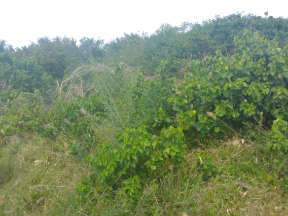 Situated in Kadzandani, Adu, Magarini – Malindi Only 50 km from Malindi town, giving easy access to urban markets Just 8 km off the Malindi–Baricho road, on an all-weather road earmarked for tarmacking Accessible from both Magarini and the Malindi–Lamu road, making it strategically connected 1 km from Kadzanani School, ensuring proximity to the local community