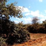 dakacha-acres-592x444-1456780