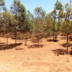 ndeiya-plot-3-592x444-5911587