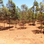 ndeiya-plot-3-592x444-59115871-2