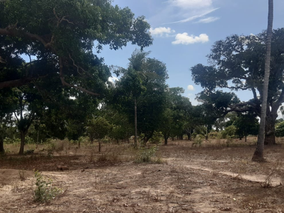 19-acres-in-ganda-for-sale