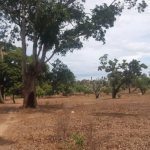 19-acres-in-ganda-for-sale-on-by-pass