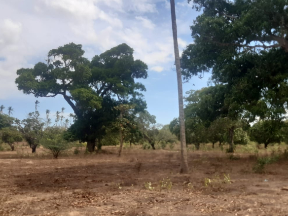 19-acres-in-ganda-for-sale-road-frontage