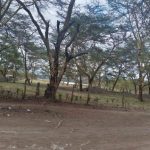 2-acres-acacia-592x444-6719154