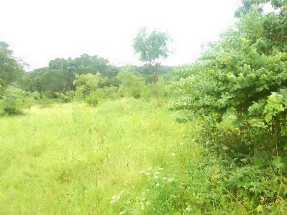 Land for sale in Kakuyuni