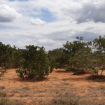 beaconed-land-in-chakama