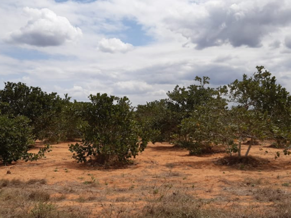 beaconed-land-in-chakama