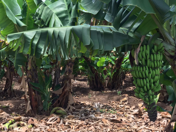 beuatiful-farm-for-sale-intaveta