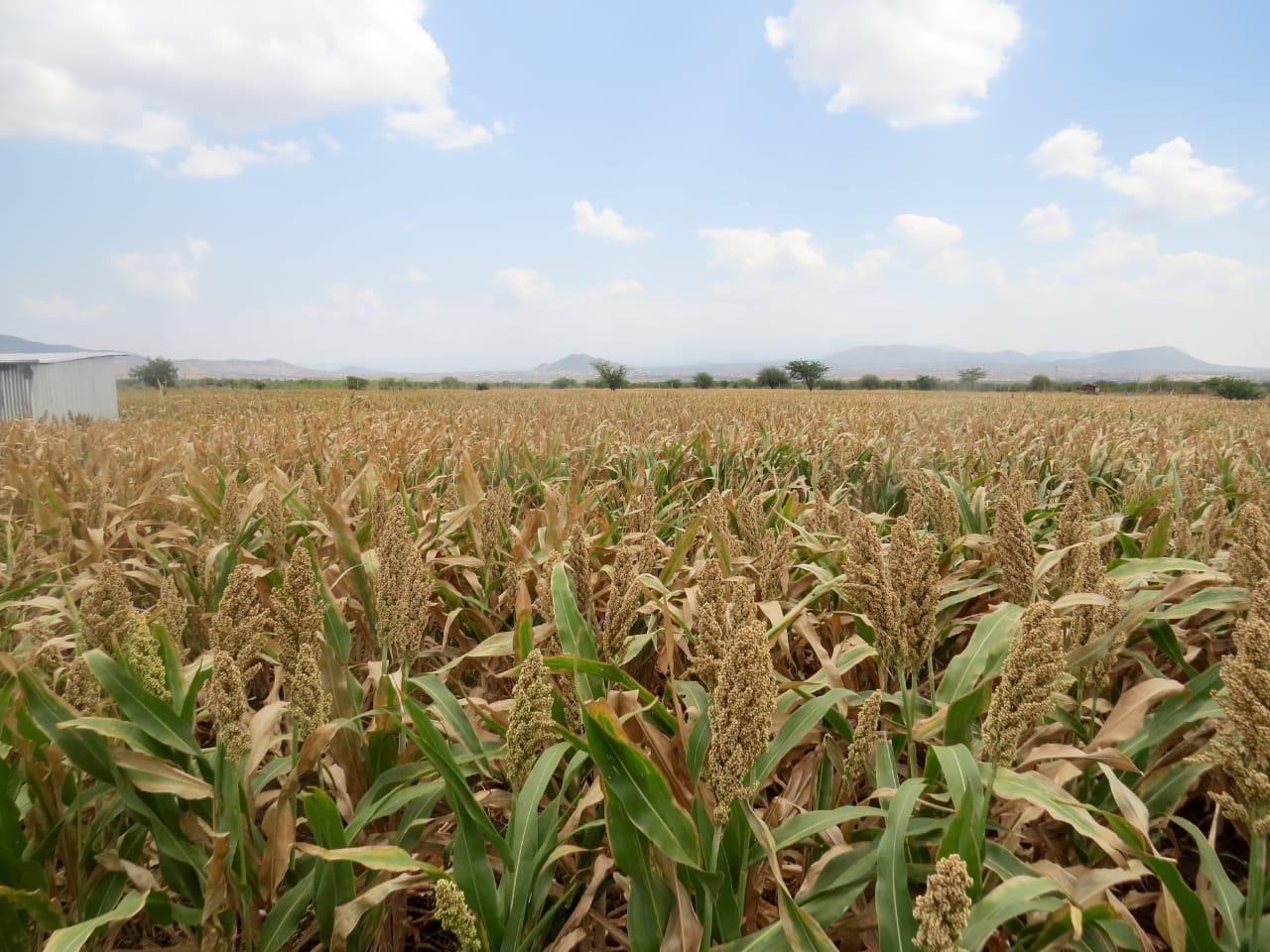 developed-agricultural-land-in-taveta