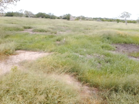 fair-acres-2-for-sale-in-malindi