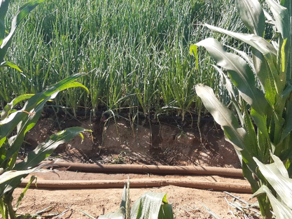 farm-for-sale-in-hawewanje