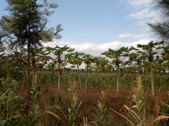 fertile-farm-for-sale-in-taita
