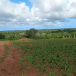half-acre-for-sale-arabuko-heights-kakuyuni-nice-view