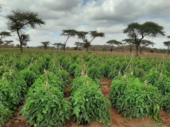 land-for-sale-in-taveta-2