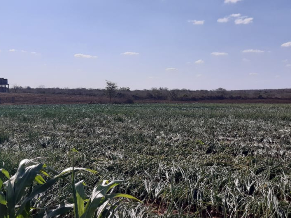 hawewanje-farms-for-sale