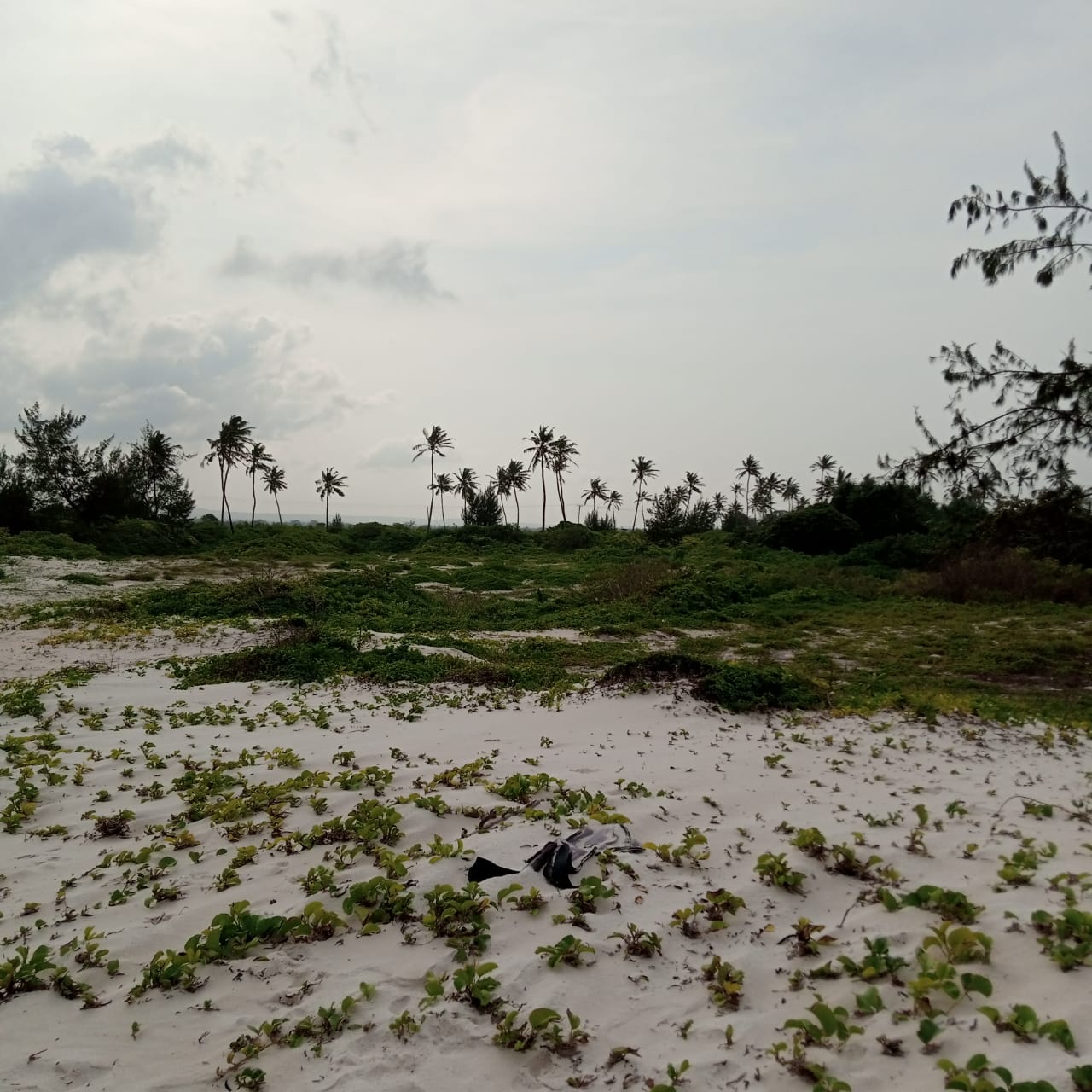 bofa-50-acres-kilifi-beach-1