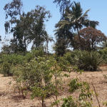 mkaazi-2-half-acres-kibokoni-5