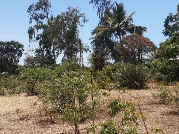 mkaazi-2-half-acres-kibokoni-5