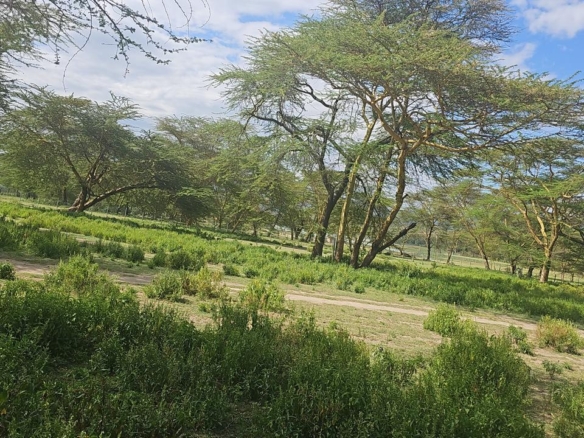 Prime 2-acre land Lake Elementeita adjacent to Inka Gardens for sale